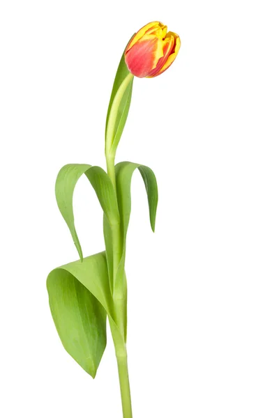 Un tulipán amarillo anaranjado — Foto de Stock