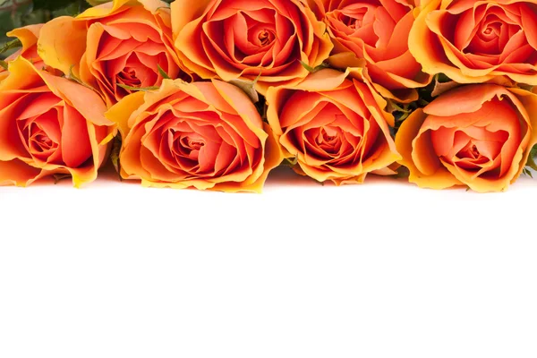 Mooie achtergrond van rozen — Stockfoto