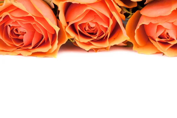 Три розы — стоковое фото