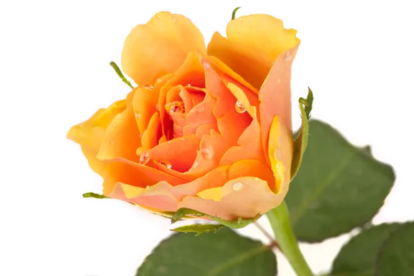 Rosa flor com gotas de água — Fotografia de Stock