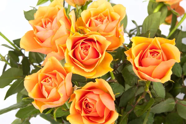 Чудовий букет троянд — стокове фото