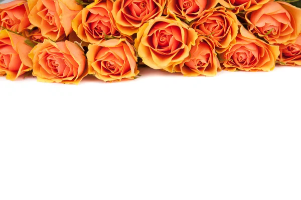 Mooie achtergrond van rozen — Stockfoto