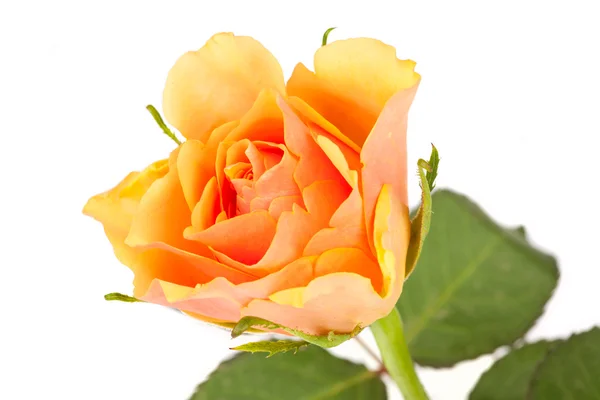 Uma única rosa florescer — Fotografia de Stock