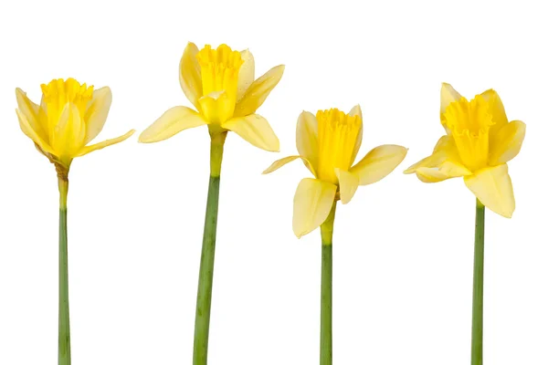 Four daffodils in front of white background — Stock Photo, Image