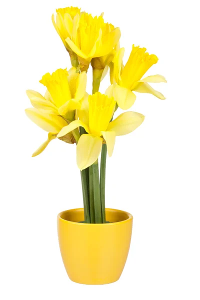Decorazione pasquale con narcisi nel vaso di fiori — Foto Stock