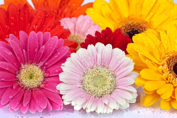 Hintergrund frischer Gänseblümchen-Blüten — Stockfoto
