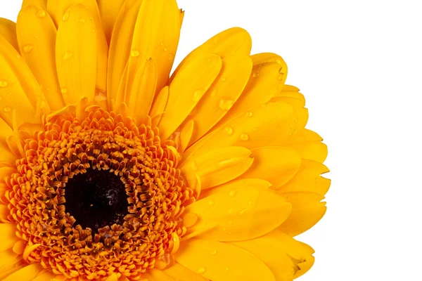 Närbild av en gul gerbera blossom — Stockfoto