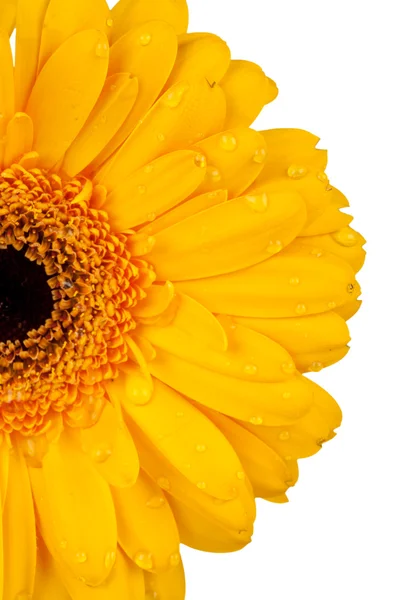 Lähikuva Daisy kukka vesipisaroita — kuvapankkivalokuva