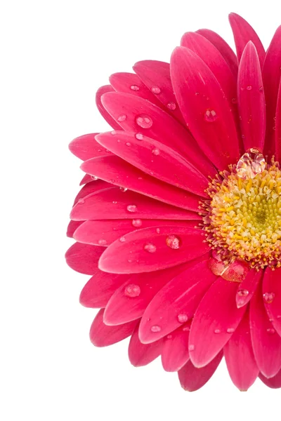 Lähikuva vaaleanpunainen Daisy kukka vesipisaroita — kuvapankkivalokuva