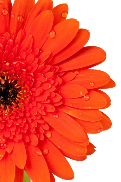 Lähikuva punainen Daisy kukka vesipisaroita — kuvapankkivalokuva