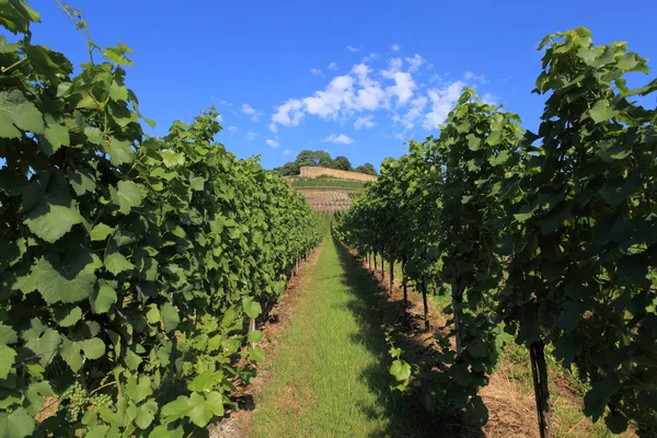 Wijngaarden aan de voet van een oud kasteel in baden-wuerttemberg — Stockfoto