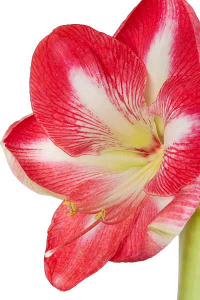 Close up of an amaryllis flower on a white background — Stock Photo, Image