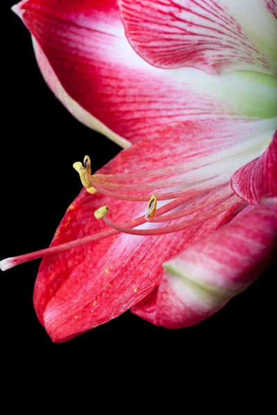 黒の背景にアマリリスの花のクローズ アップ — ストック写真