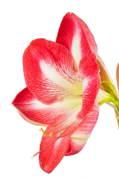 Nahaufnahme einer Amaryllis-Blume auf weißem Hintergrund — Stockfoto