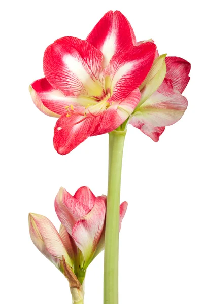 Close up of Amaryllis plant with blossoms on a white background — Stock Photo, Image