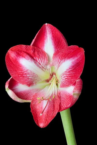 Close up of Amaryllis flower on black background — Stock Photo, Image