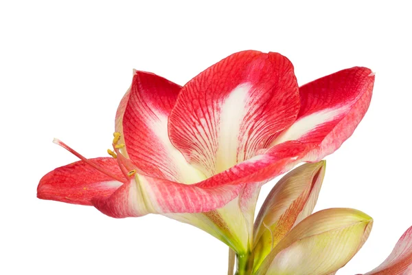 Närbild av en amaryllis blommor på vit bakgrund — Stockfoto