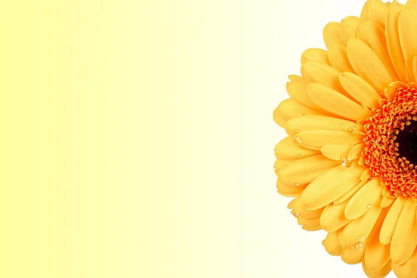 大規模なデイジーの花を持つ近代的な背景 — ストック写真