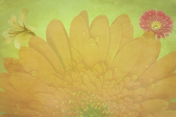 Kwiaty stokrotka tło — Zdjęcie stockowe