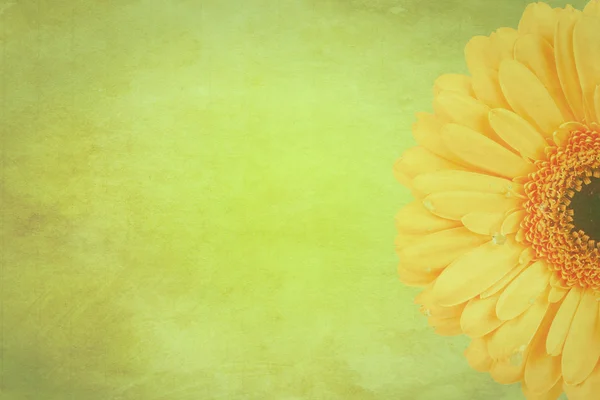 Papatya çiçekleri antika arka plan — Stockfoto