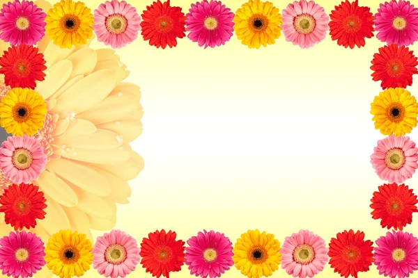 与多彩雏菊花朵背景 — 图库照片