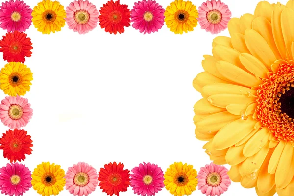 Fondo moderno con flores de margarita — Foto de Stock