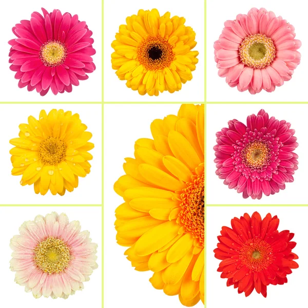 Collage de flores de primavera —  Fotos de Stock