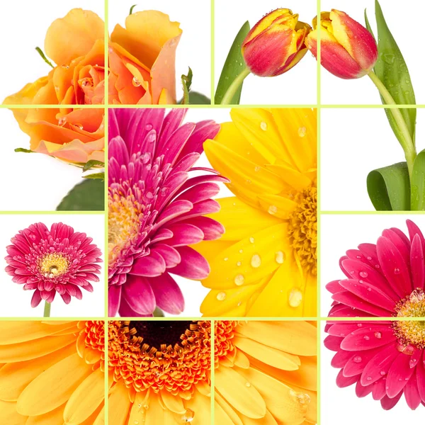 Collage von Frühlingsblumen — Stockfoto
