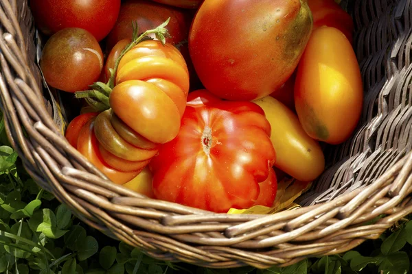 Taze hasat organik açık domates sepeti — Stok fotoğraf
