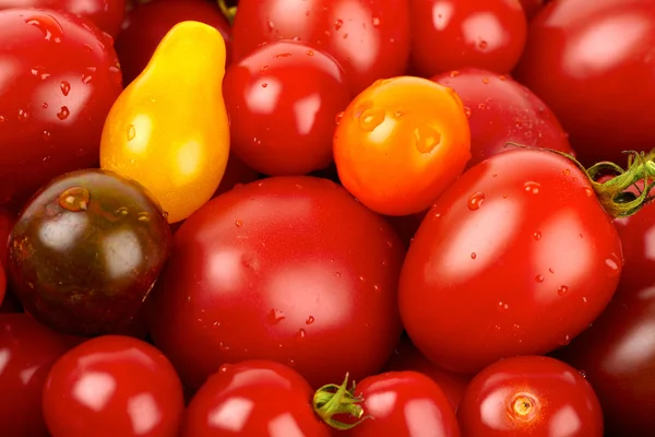 Mazzo variopinto di diverse varietà di pomodori biologici in un raccolto — Foto Stock