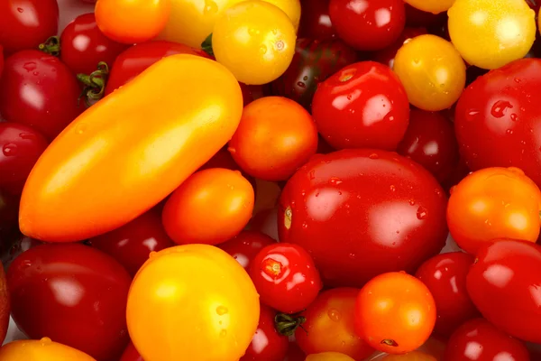 Bando colorido de diferentes variedades de tomates orgânicos em uma colheita — Fotografia de Stock