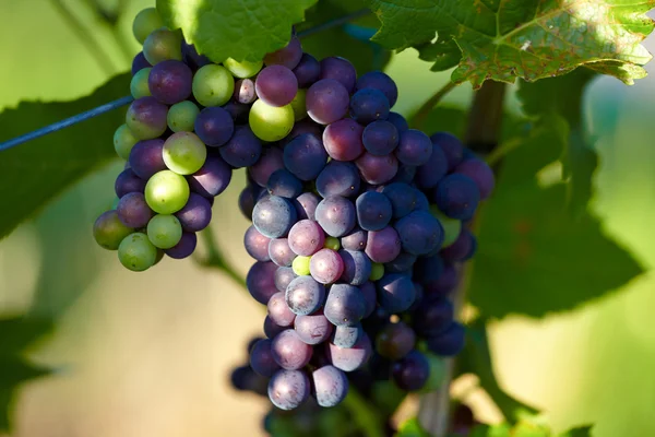 Спелый виноград на виноградной лозе незадолго до сбора урожая — стоковое фото