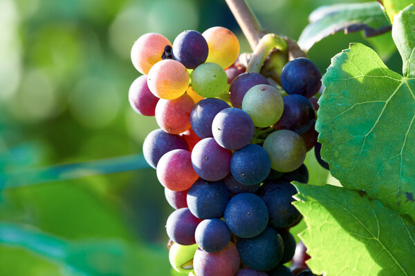 Ripe grapes on the vine shortly before harvest