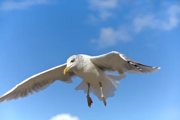 Close-up of a seagull in flight on a blue sky — Stock Photo, Image