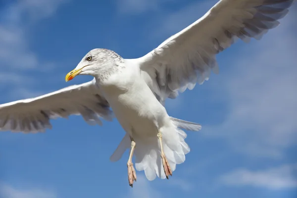 Крупный план чайки в полете на голубом небе — стоковое фото