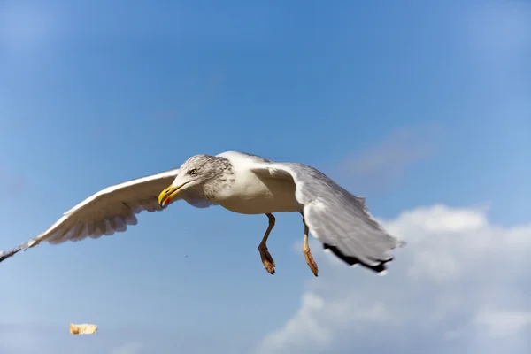 Крупный план чайки в полете против голубого неба, чтобы поймать хлеб — стоковое фото