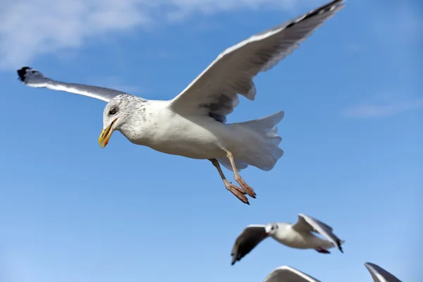 Чайки в полете на голубом небе — стоковое фото