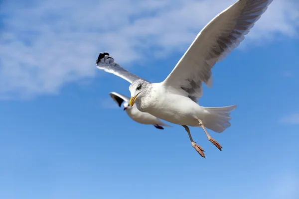 Close-up of a seagull in flight on a blue sky — Stock Photo, Image