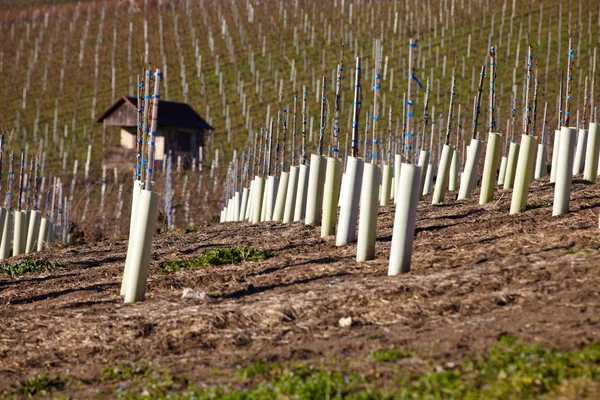 Nieuwe wijn wijnstokken aangeplant op een wijngaard in baden-wuerttemberg — Stockfoto