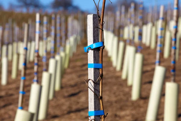 Vinhas novas plantadas numa vinha em Baden-Wuerttemberg — Fotografia de Stock