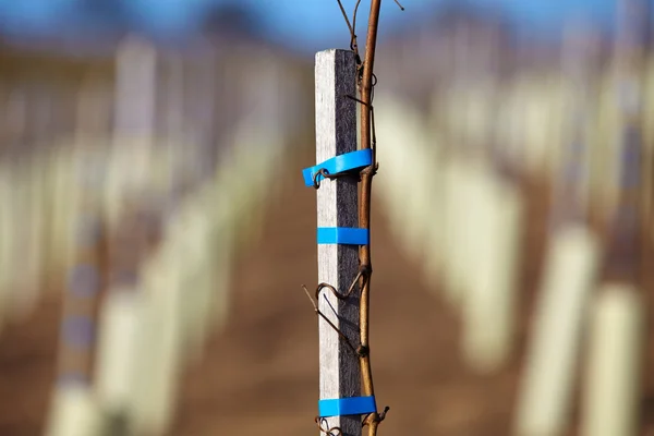 Vinhas novas plantadas numa vinha em Baden-Wuerttemberg — Fotografia de Stock
