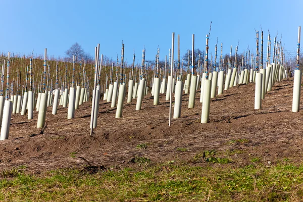 Nieuwe wijn wijnstokken aangeplant op een wijngaard in baden-wuerttemberg — Stockfoto