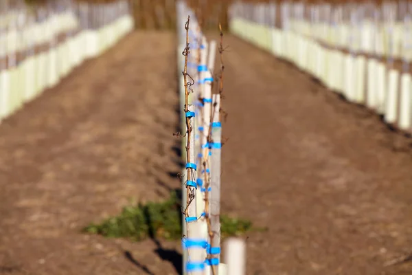 Нову Вина виноградні лози посадили на винограднику в Баден-Вюртемберг — стокове фото