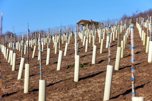 Nya vin vinstockarna planterade en vingård i baden-wuerttemberg — Stockfoto
