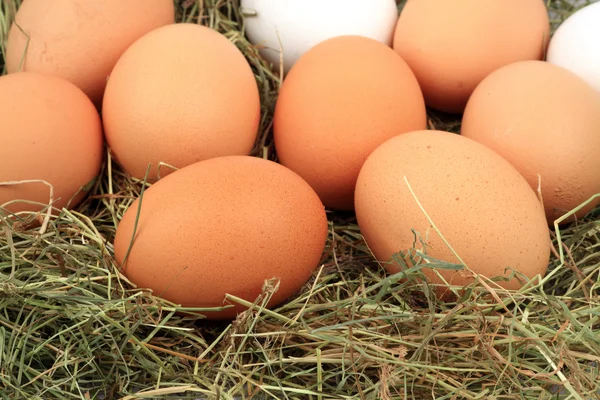 Chicken eggs in the hay — Stock Photo, Image