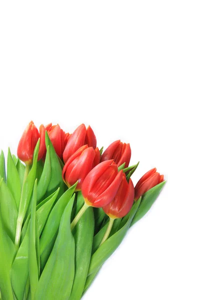 Um buquê fresco de tulipas na frente do fundo branco — Fotografia de Stock