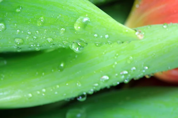 Macro shot of water drops on green leaf of a tulip — Stock Photo, Image