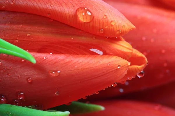 Su damlacıkları ile taze Lale çiçek Close-Up — Stok fotoğraf