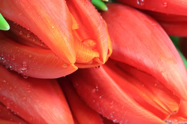 Close-up of fresh tulips blossoms with water drops — Stock Photo, Image