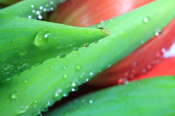 水のマクロ撮影が、チューリップの緑の葉にドロップします。 — ストック写真